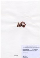 藏品(唇孢藻)的圖片